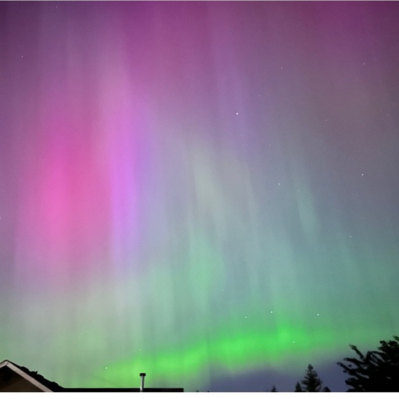 - #7 Follow Game 🐾🐶 - Picture 16 of 16